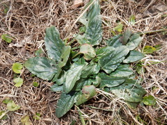 Angiospermae
