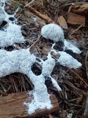 Fuligo septica candida