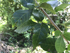 Allophylus decipiens