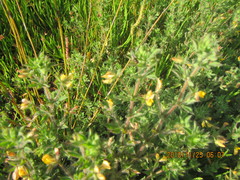 Lotus suaveolens