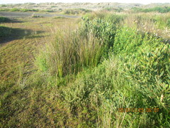 Lotus suaveolens