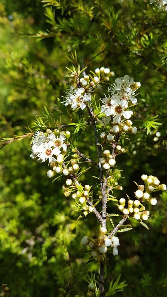 Kānuka