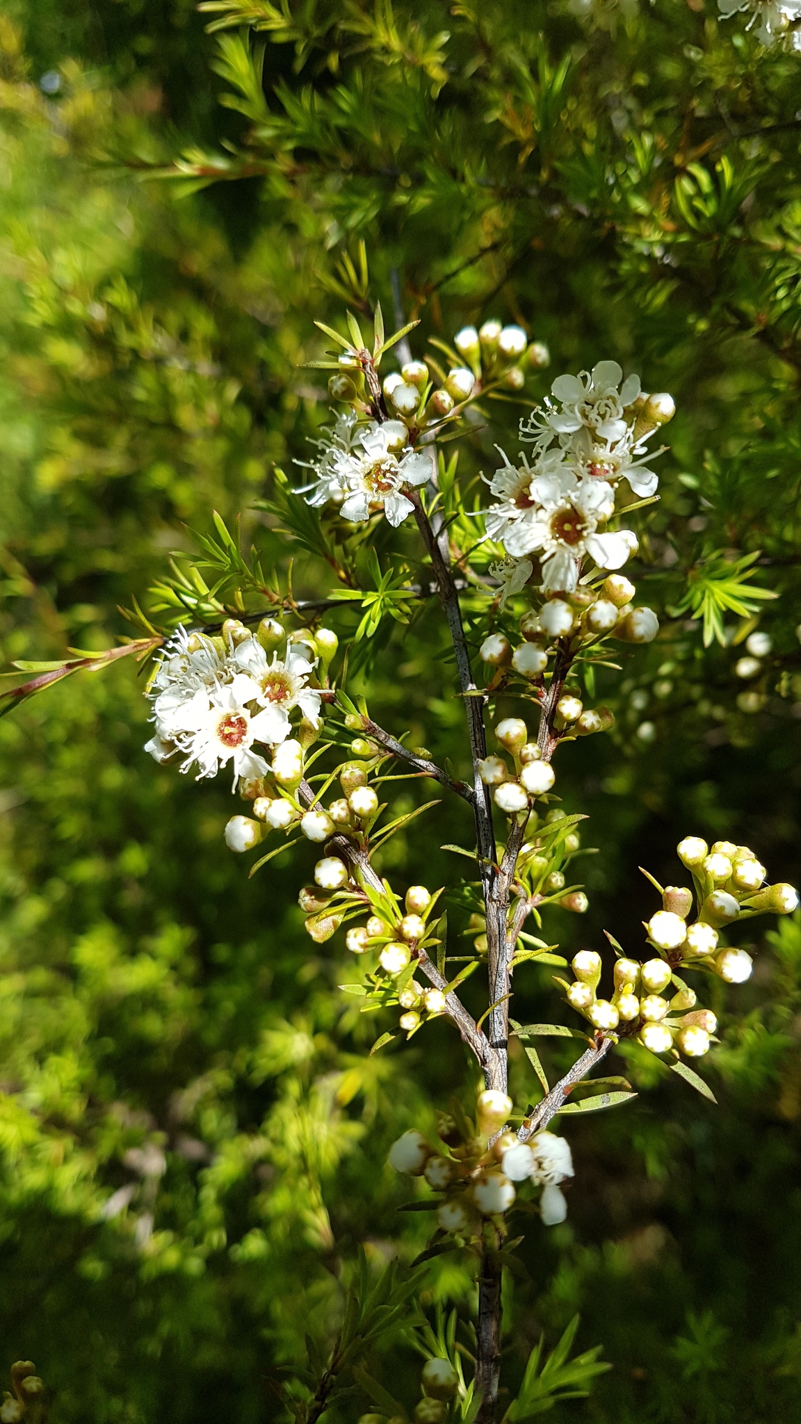 Kunzea ericoides