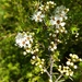 Kunzea ericoides - Photo (c) Chris Ecroyd,  זכויות יוצרים חלקיות (CC BY-NC), uploaded by Chris Ecroyd