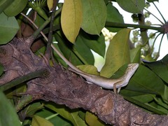 Calotes versicolor