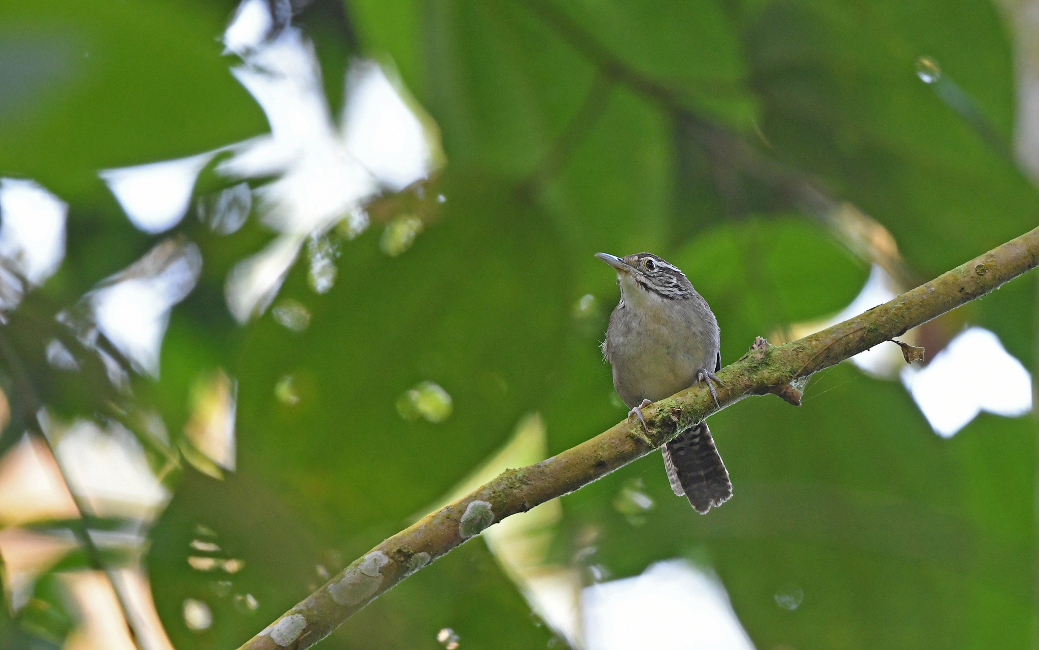 Niceforo's Wren illustration