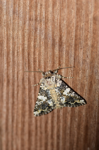 Marbled Coronet