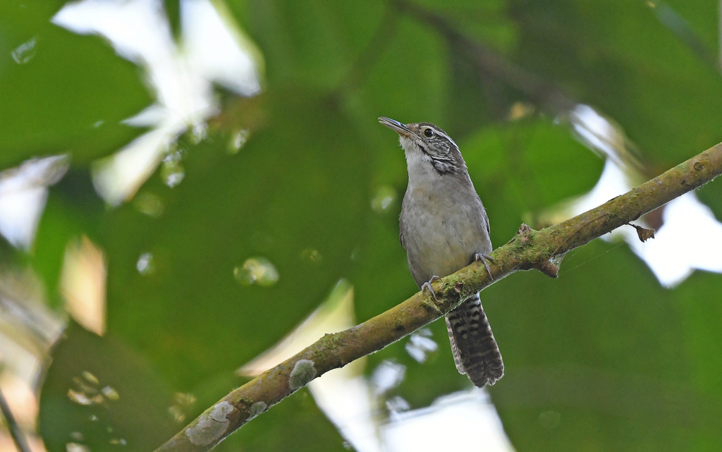 Niceforo's Wren (Thryophilus nicefori) photo