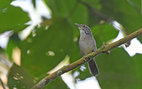 Niceforo's Wren (Thryophilus nicefori)