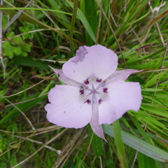 Calochortus uniflorus
