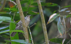 Niceforo's Wren photo 2