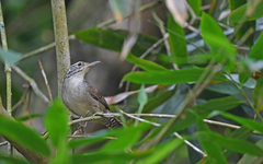 Niceforo's Wren photo 3