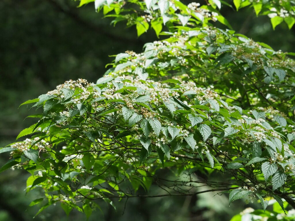 Vót luzon – Viburnum luzonicum