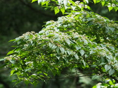 Luzon viburnum (Viburnum luzonicum)