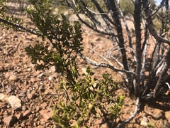 Bootettix argentatus