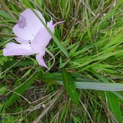 Calochortus uniflorus