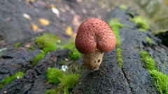 Gymnopilus luteofolius