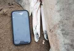 Carcharhinus brachyurus