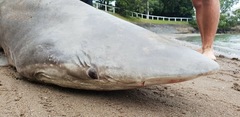 Carcharhinus brachyurus
