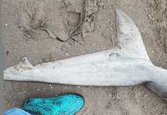 Carcharhinus brachyurus