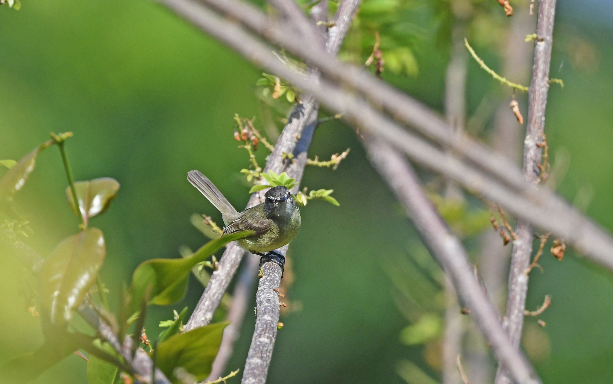 Sooty-headed Tyrannulet (Phyllomyias griseiceps), photo 5