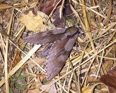 Sphinx morio arestus