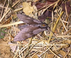 Sphinx morio arestus