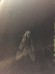 Sphinx morio arestus