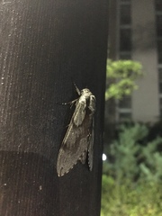 Sphinx morio arestus