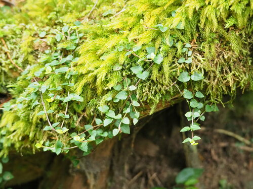Image of Asian Mitchella (Mitchella undulata) by no rights reserved