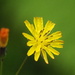 Youngia japonica monticola - Photo no rights reserved, uploaded by 葉子