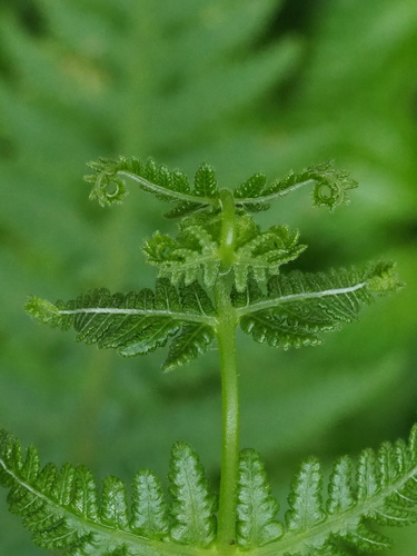 Thelypteris subaurita iNat (1)