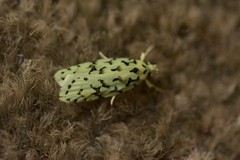 Izatha peroneanella