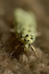 Izatha peroneanella