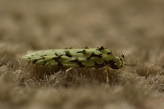 Izatha peroneanella