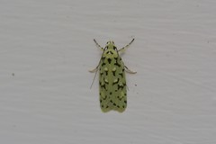 Izatha peroneanella