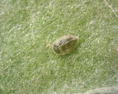 Aphelinidae