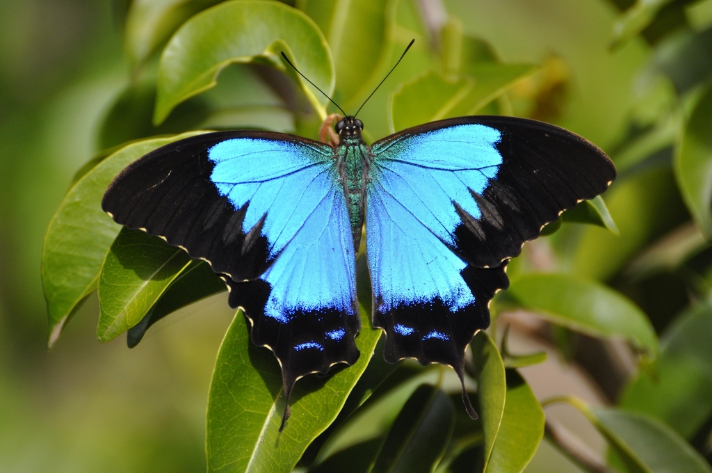 Montrouzier's Swallowtail