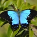 Montrouzier's Ulysses Swallowtail - Photo (c) Leunoum1, some rights reserved (CC BY-SA)