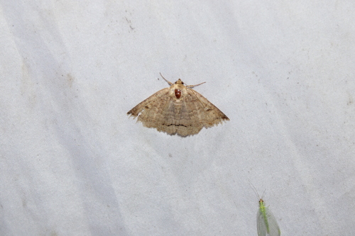 One-lined Zale Moth photo 2