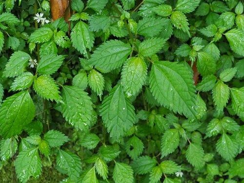 Image of Lecanthus peduncularis by no rights reserved
