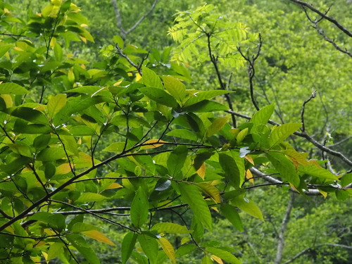 Alniphyllum pterospermum, photograph 6