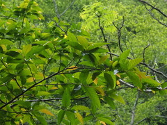 Alniphyllum pterospermum, photograph 葉子, CC0, iNaturalist via GBIF
