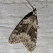 Sweet Pepperbush Nola Moth - Photo (c) Nick Block, some rights reserved (CC BY), uploaded by Nick Block