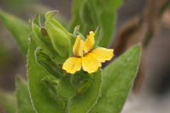 Goodenia amplexans