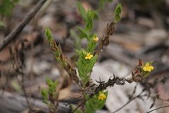 Goodenia amplexans