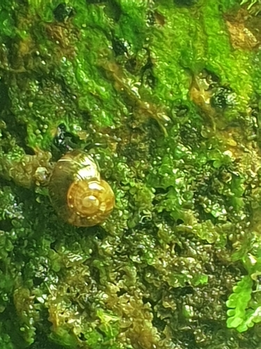 Prolesophanta dyeri observed 2023-06-02