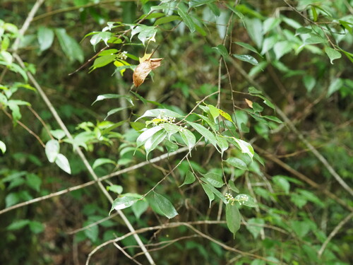 Image of Prunus phaeosticta by no rights reserved