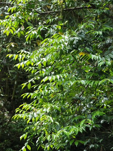Image of Prunus phaeosticta by no rights reserved
