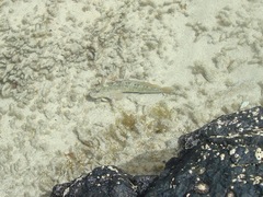 Parablennius parvicornis